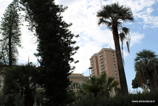 Araucaria villa Bellini